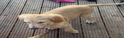 Golden Retriever dogs for sale: Beautiful KC dark gold healthy boys - Advert 5
