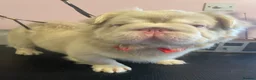 French Bulldog dogs for stud: Beautiful KC French Bulldog for Stud  - Advert 3