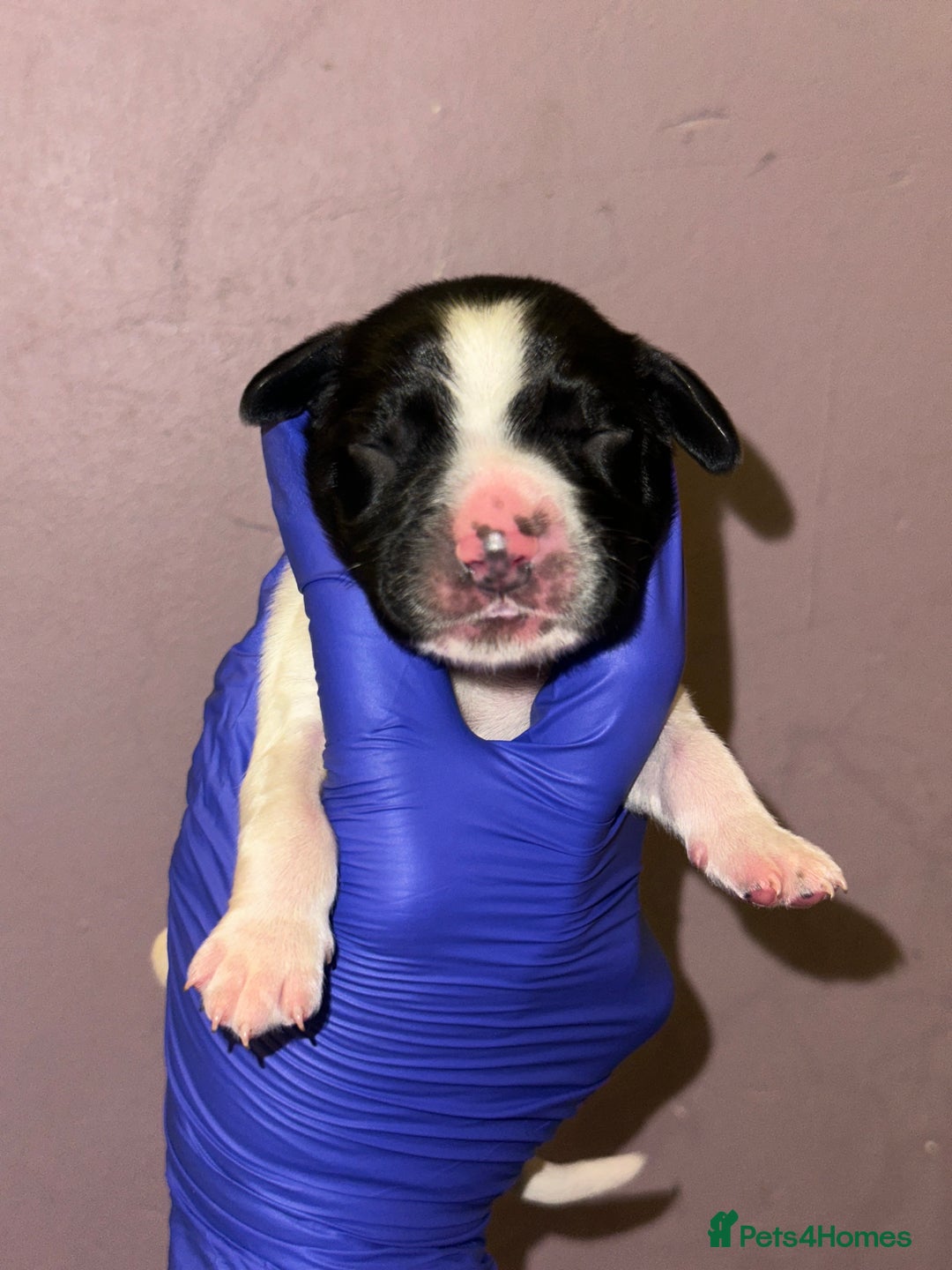 English Springer Spaniel dogs for sale: English springer spaniel.Ready to leave 21/11/25 - Image 15