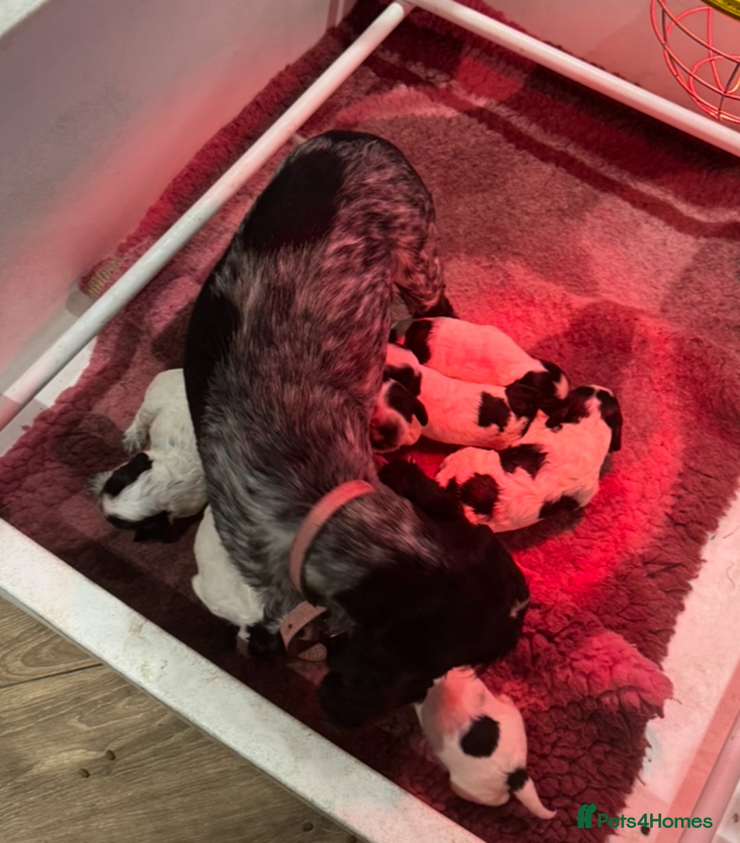 Cocker Spaniel dogs for sale: KC show cocker puppies black white blue roan - Image 24