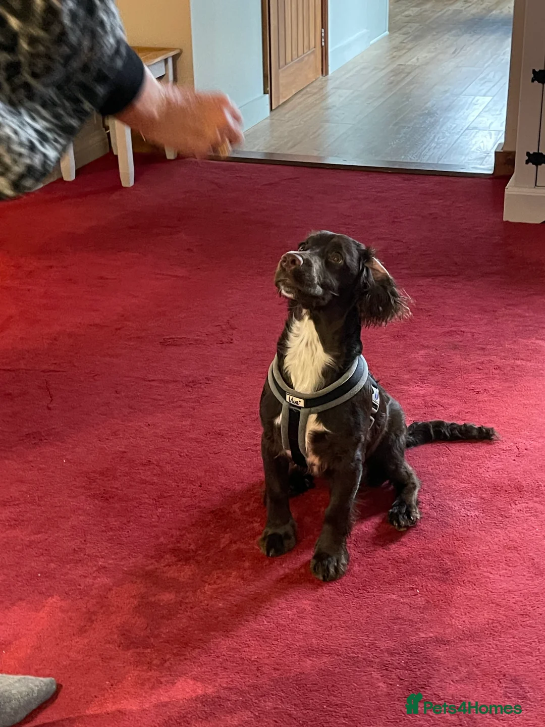 Cocker Spaniel dogs for sale: Gorgeous cocker spaniel  - Advert 10