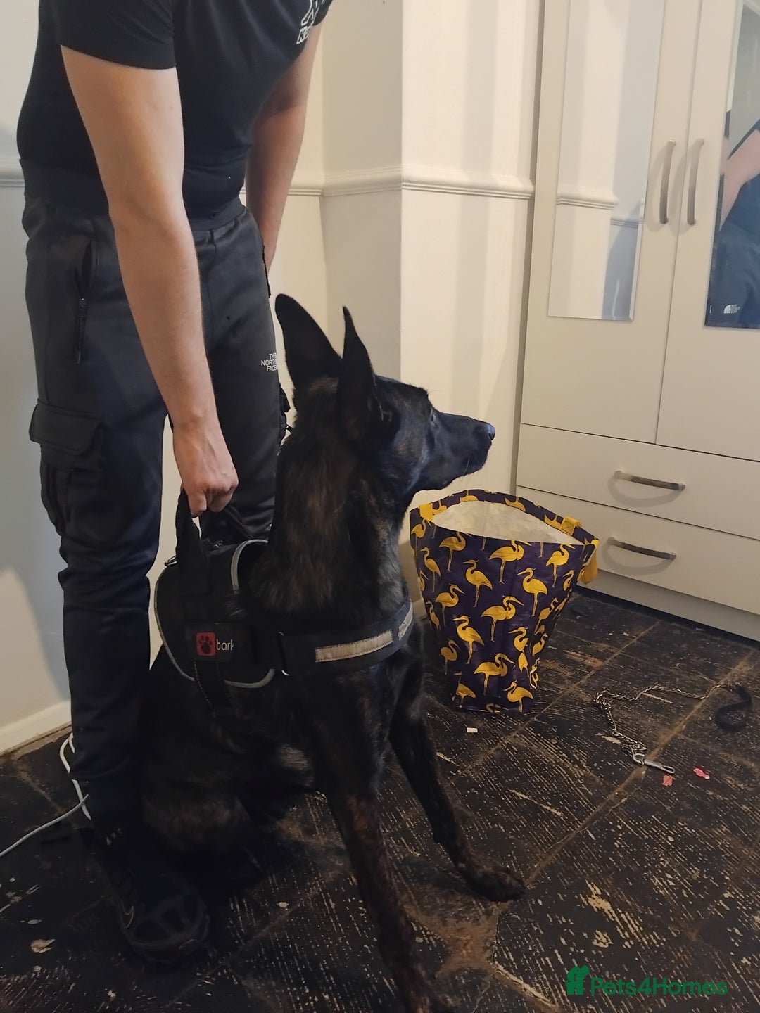 Belgian Shepherd Dog dogs for sale: 9 monthnold dutched shepurd  - Advert 3