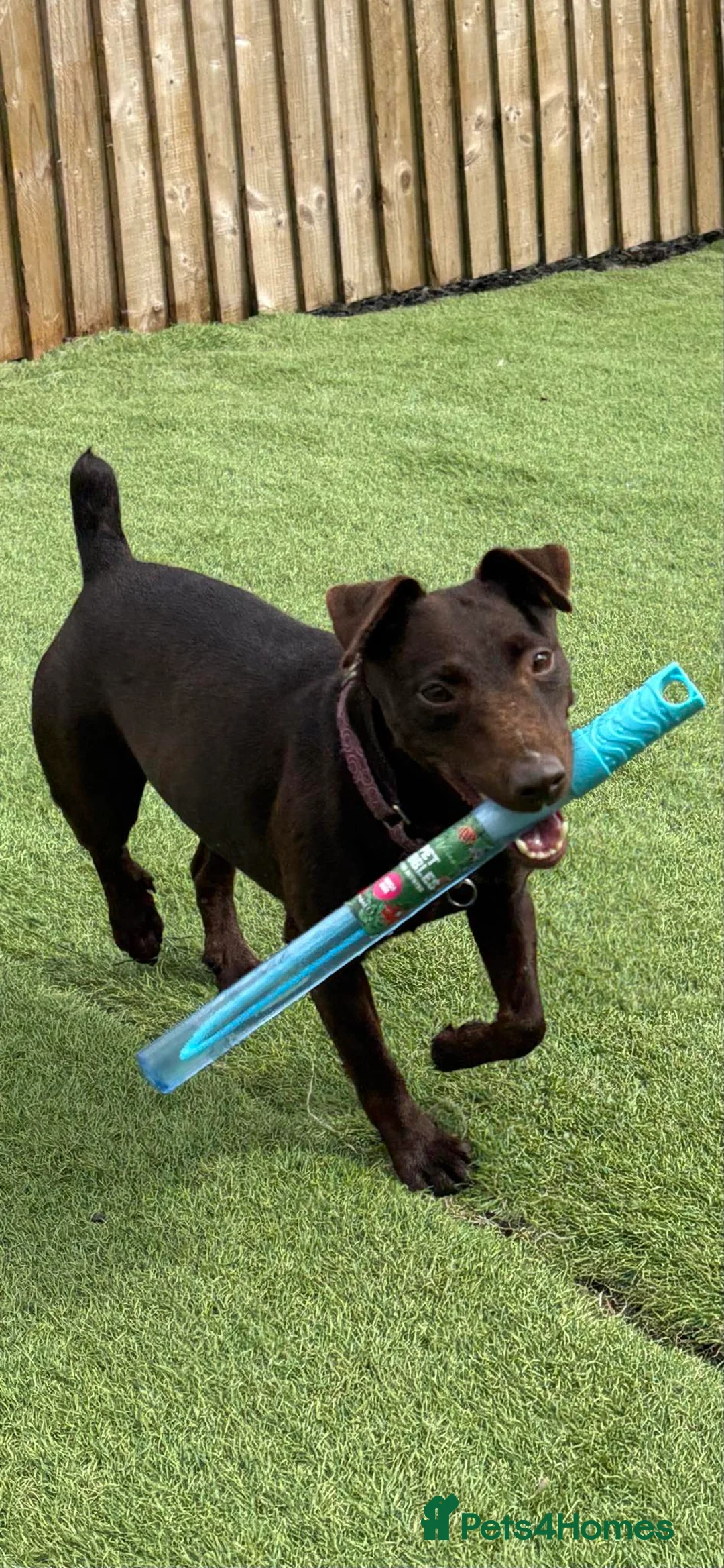 Mixed Breed dogs for sale: Patterdale cross jagh terrier  - Advert 2