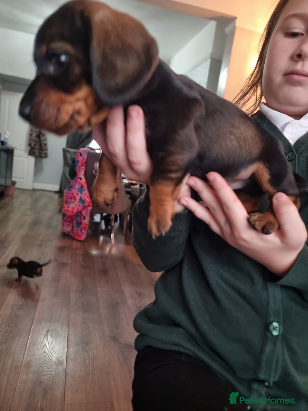 Miniature Dachshund dogs for sale: miniture dachshund - Advert 5