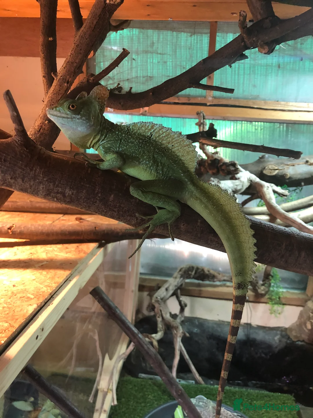 Lizard reptiles for sale: Green Basilisk - Advert 2