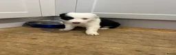 Border Collie dogs for sale: Blue merle collie pups - Advert 8