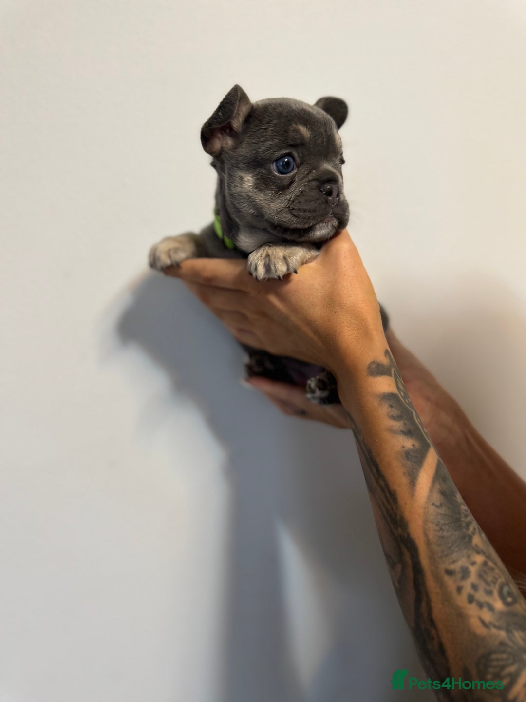French Bulldog dogs for sale: One Female French bulldog  - Advert 13