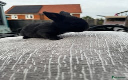 Mini Lop rabbits for sale: Mini Lop Babies ready to reserve - Image 6