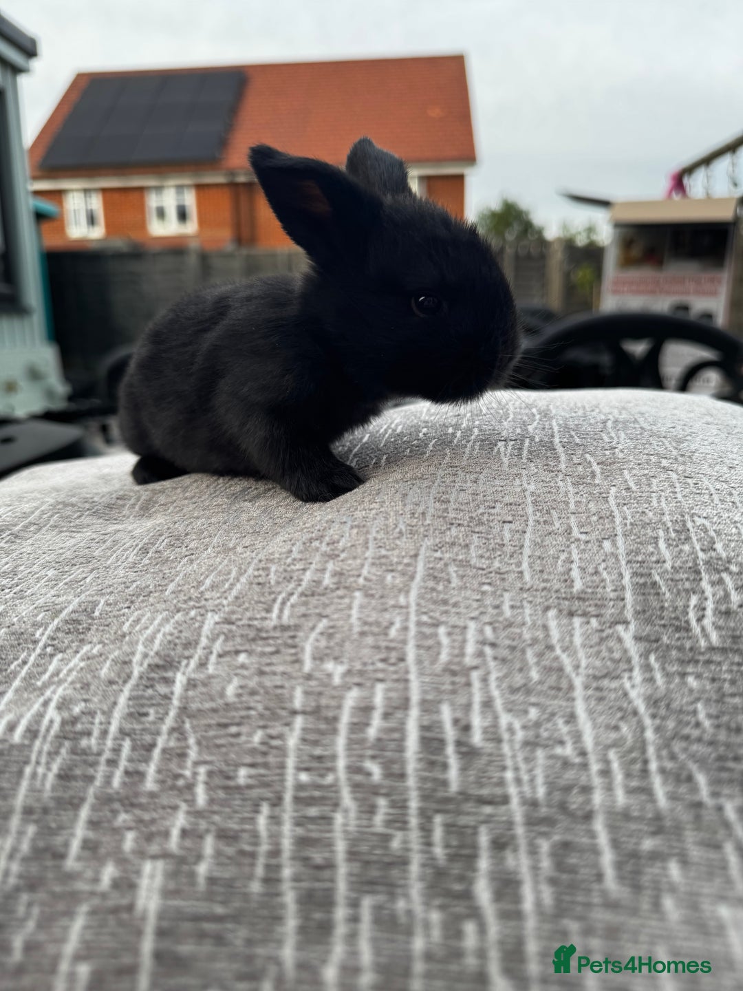 Mini Lop rabbits for sale: Mini Lop Babies ready to reserve - Image 6