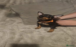Miniature Pinscher dogs for sale: Beautiful miniature pinscher puppies  in Liverpool - Image 2
