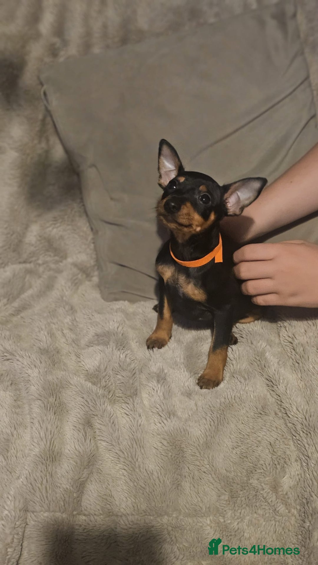 Miniature Pinscher dogs for sale: Beautiful miniature pinscher puppies  in Liverpool - Image 2