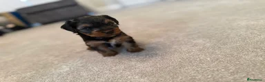 Yorkshire Terrier Puppy 2
