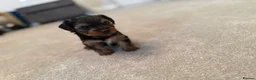 Yorkshire Terrier dogs for sale: Yorkshire Terrier  in Colchester - Advert 12