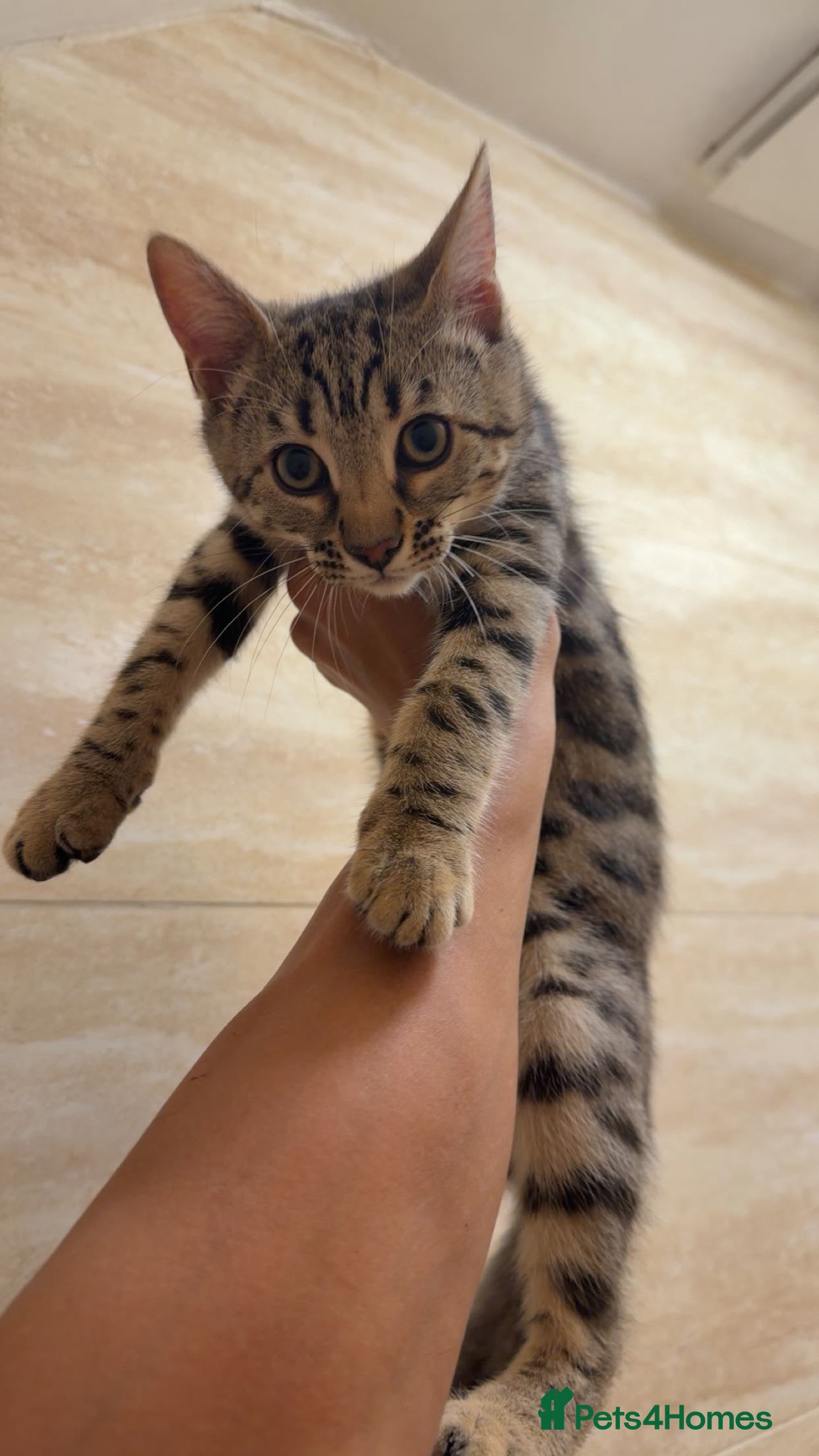 Mixed Breed cats for sale: BENGAL MIX KITTENS 4 SALE SOUTH LONDON - Advert 22