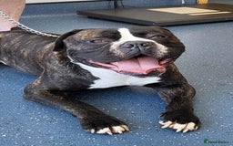 Cane Corso dogs for stud: 4yo male for stud - Image 2