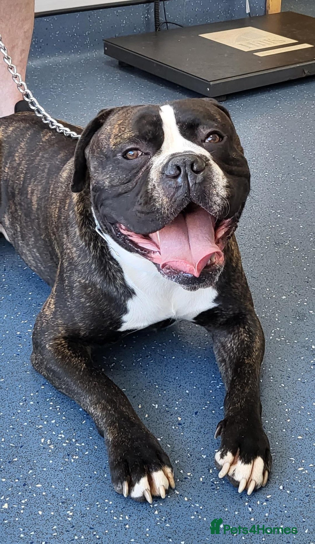 Cane Corso dogs for stud: 4yo male for stud - Image 2