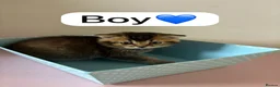 Scottish Fold cats for sale: Scottish Fold boys and girls ready to rehome  - Advert 2