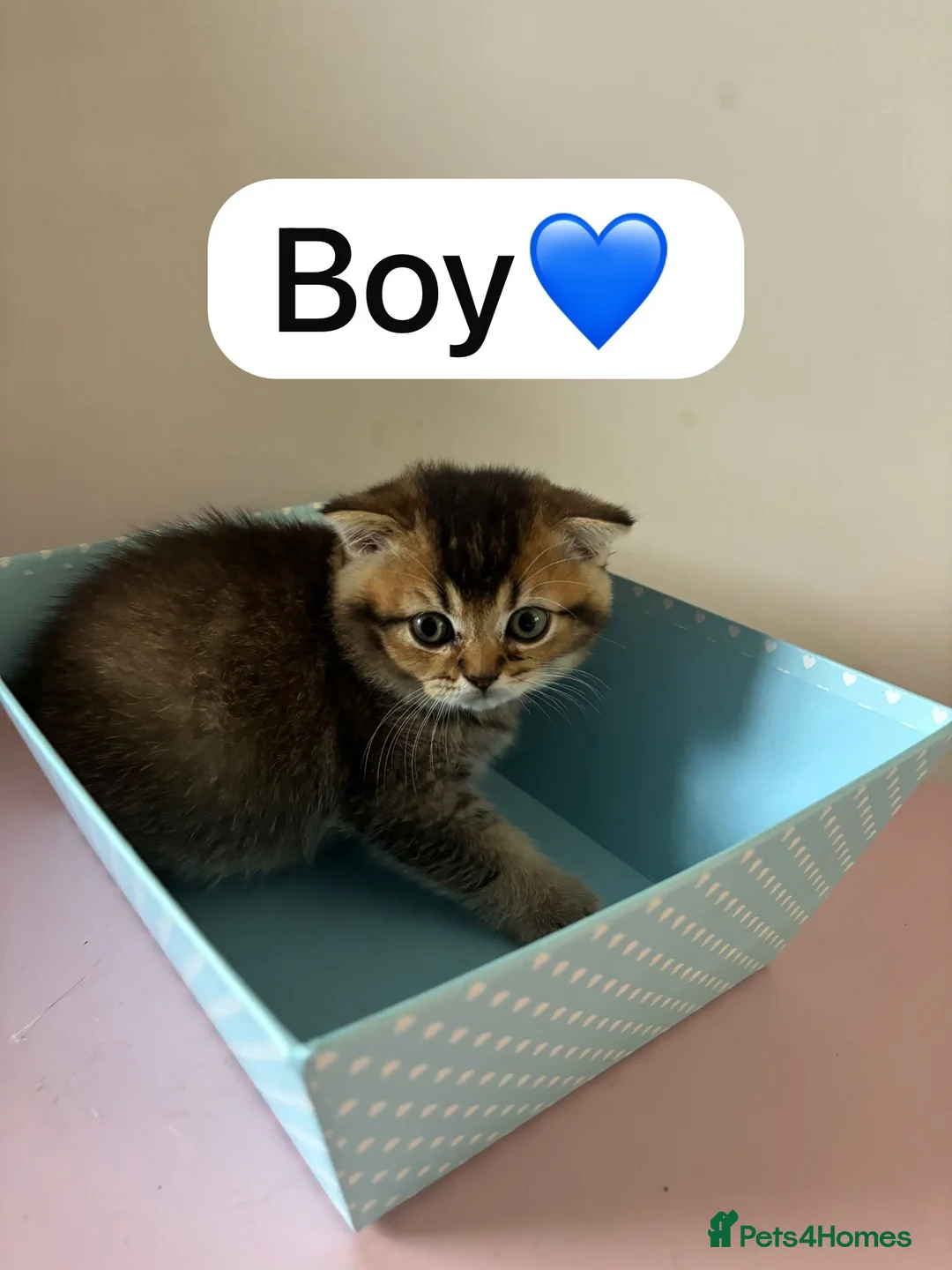 Scottish Fold cats for sale: Scottish Fold boys and girls ready to rehome  - Advert 2