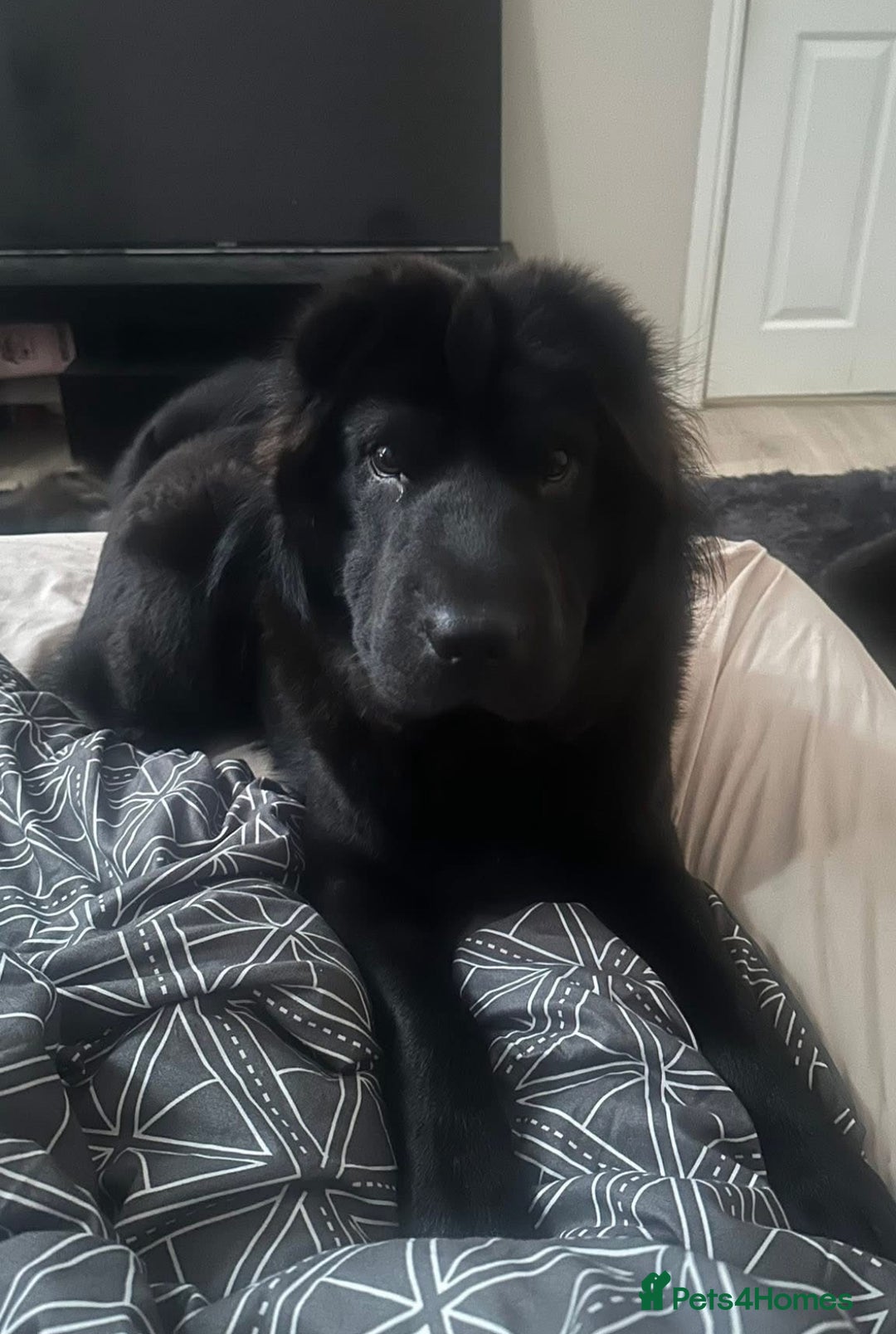 Shar Pei dogs for stud: Arrow the bear coat dark knight  - Advert 2