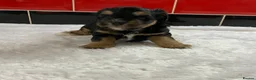 Miniature Schnauzer dogs for sale: 5* Licensed KC Small Miniature Schnauzer Litter  - Advert 29