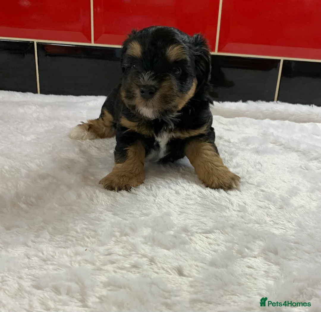 Miniature Schnauzer dogs for sale: 5* Licensed KC Small Miniature Schnauzer Litter  - Advert 29