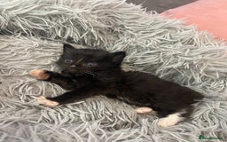Mixed Breed cats for sale: Fluffy kittens - Image 6