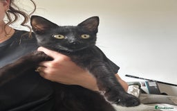 Domestic Shorthair cats for sale: Black 🐈‍⬛ Kitten for Sale  - Image 2