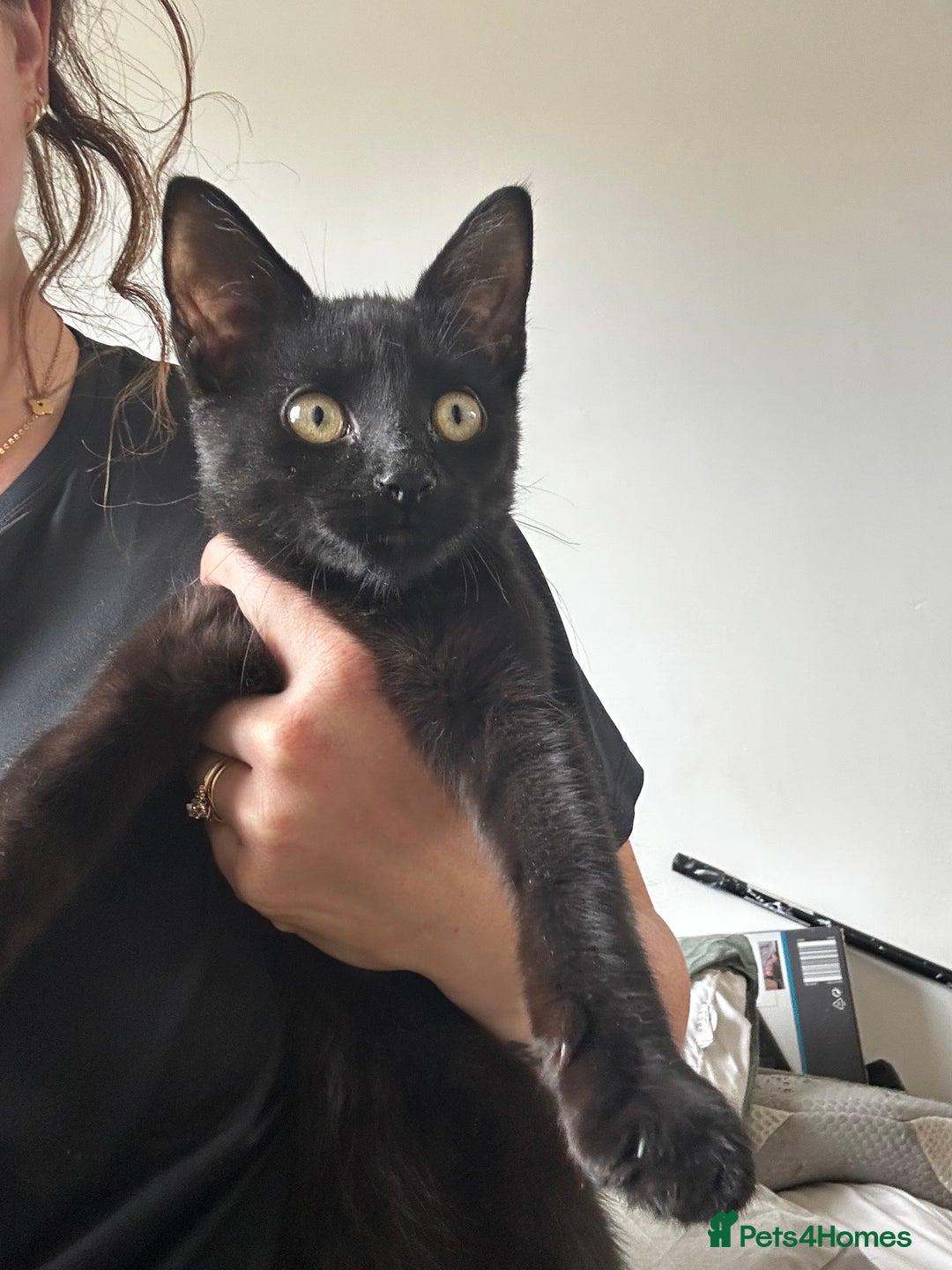 Domestic Shorthair cats for sale: Black 🐈‍⬛ Kitten for Sale  - Image 2