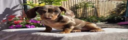 Miniature Dachshund dogs for sale: Pedigree miniature dachshund  - Advert 5