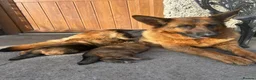 German Shepherd dogs for sale: German Shepherd Pups - Advert 8