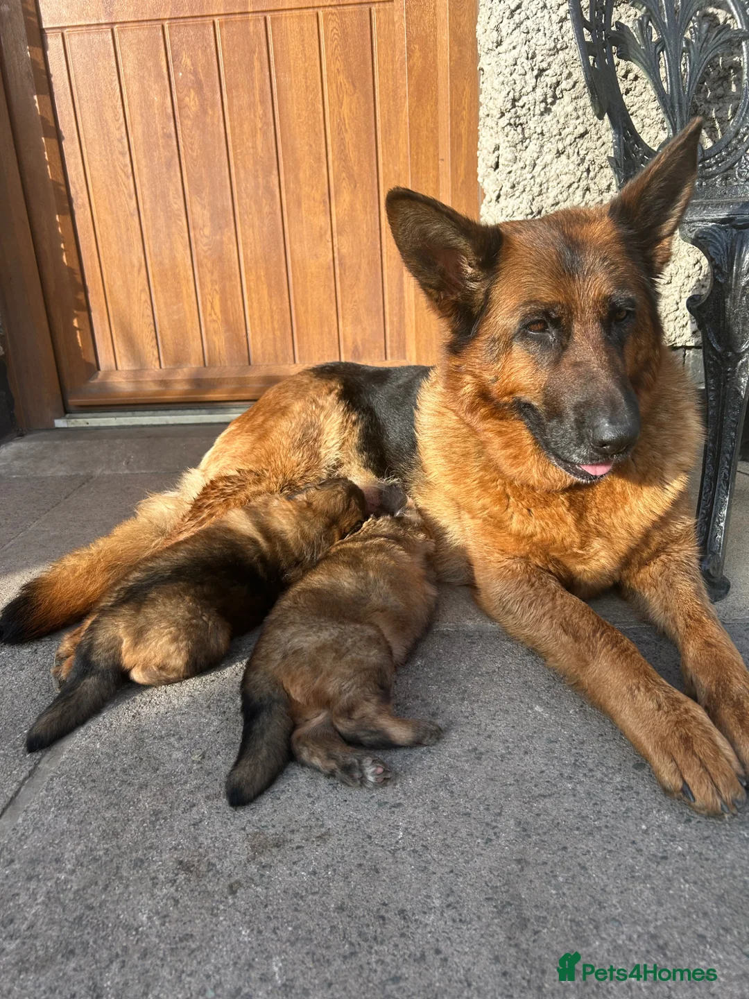 German Shepherd dogs for sale: German Shepherd Pups - Advert 8