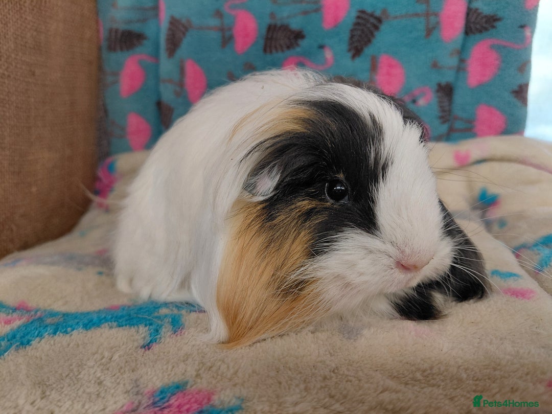 Guinea Pig rodents for sale: Baby Longhaired/ Longhaired Retired Young Adults. - Advert 10