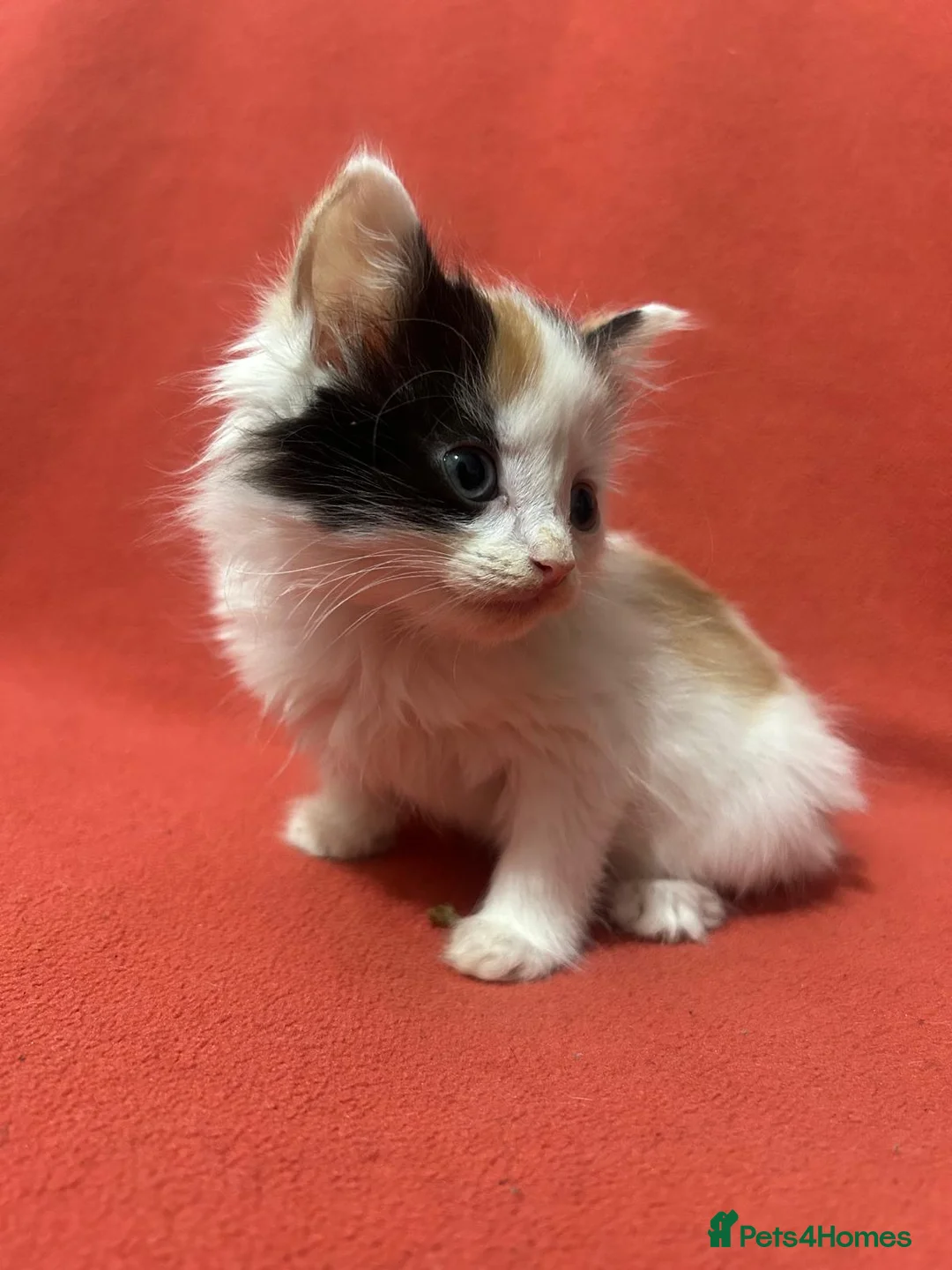 RagaMuffin cats for sale: Kittens for sale  - Advert 6