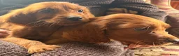 Irish Setter dogs for sale: TWO BOYS AVAILABLE READY TO LEAVE - Advert 5