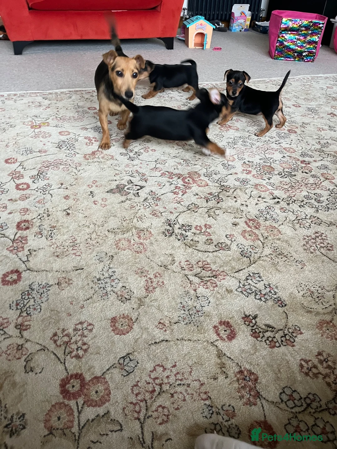 Jack Russell dogs for sale: Small type black & tan smooth coated Jack Russell in Lampeter - Advert 2