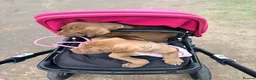Mixed Breed dogs for sale: One girl left out of the litter  - Advert 2