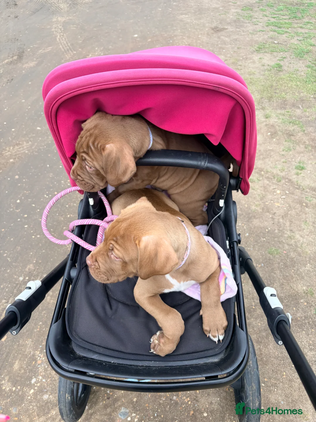 Mixed Breed dogs for sale: One girl left out of the litter  - Advert 2