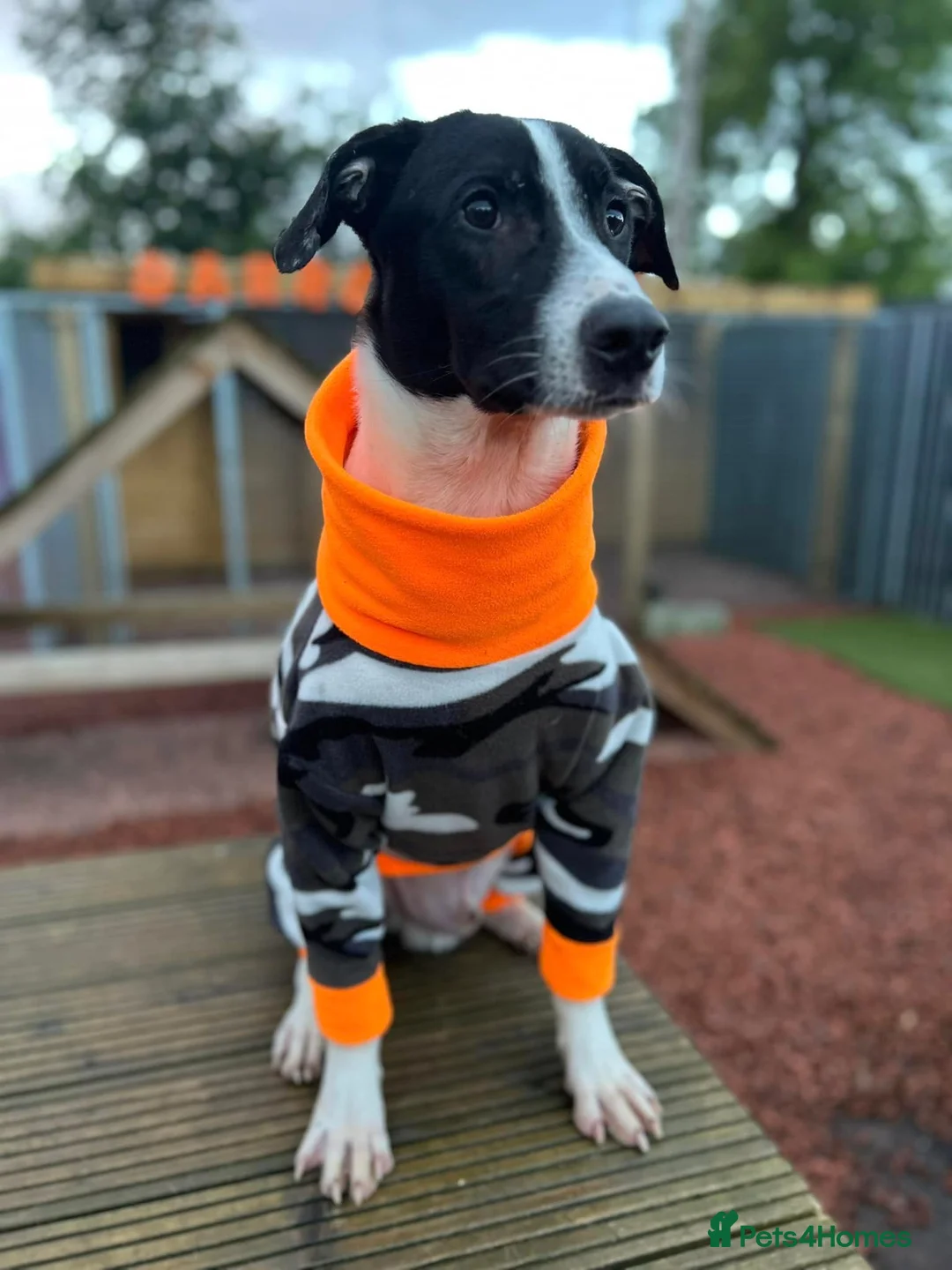 Mixed Breed dogs for adoption: Bentley - looking for a home of his own in Glasgow - Advert 3