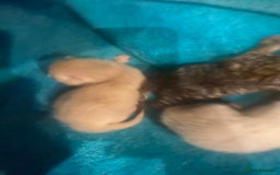 Mixed Breed cats for sale: Kittens  - Image 2