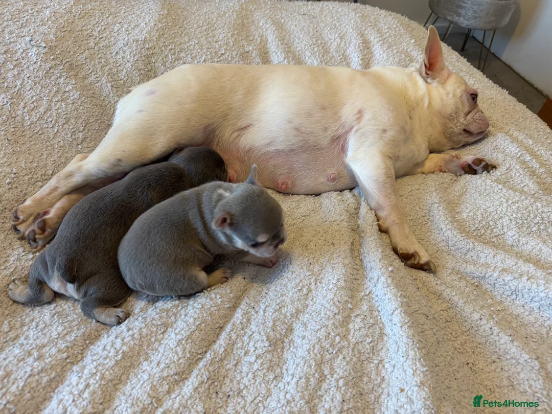 French Bulldog dogs for sale: KC registered, health tested - Advert 2