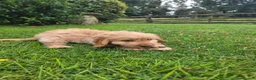 Cockapoo dogs for sale: F1 apricot and red Miniature Cockapoo puppies - Advert 11