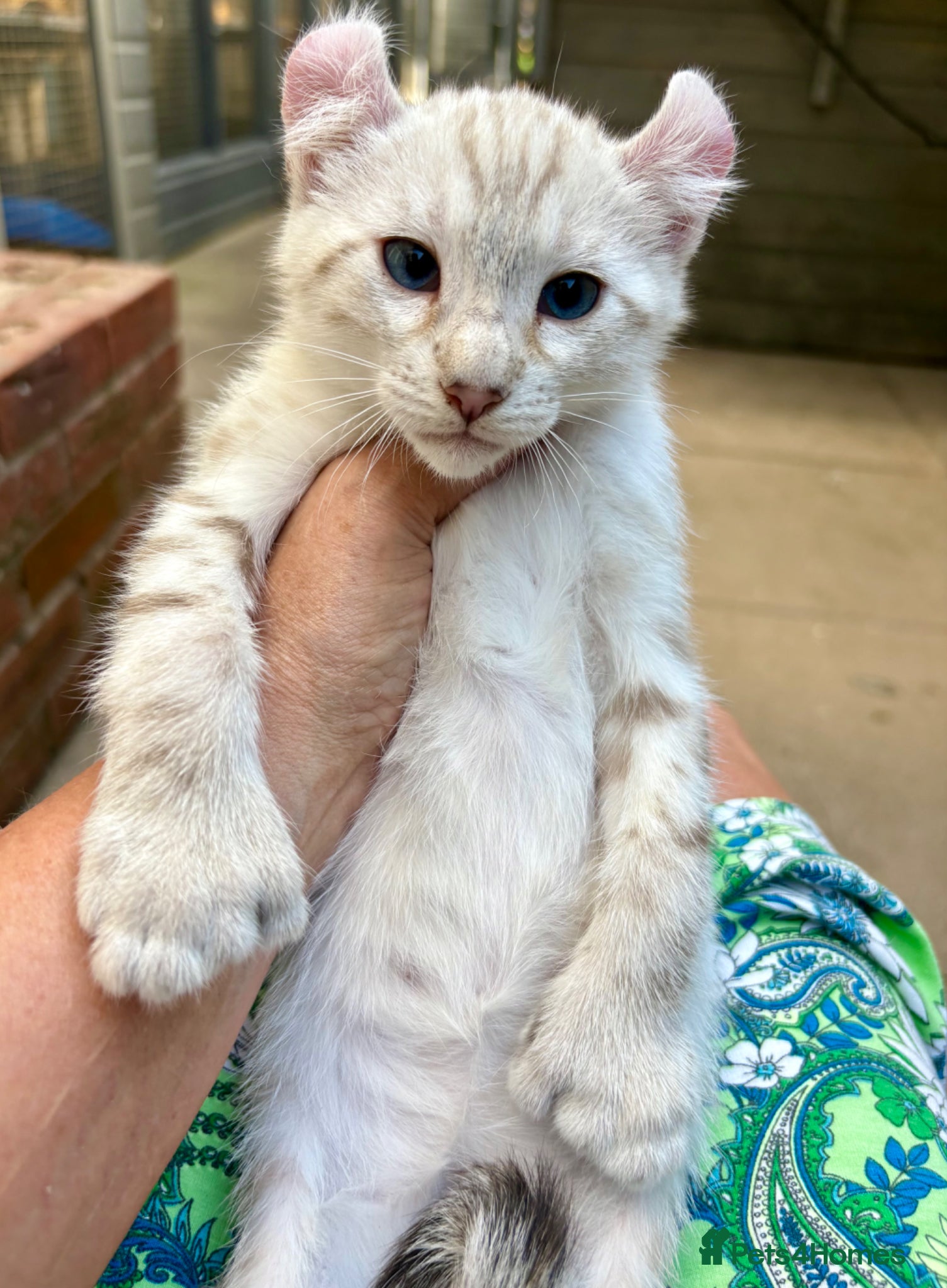 Keetso cats Superb very rare polydactyl curled eared keetsos  - Advert 5