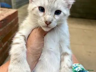 Keetso cats Superb very rare polydactyl curled eared keetsos - Advert 5