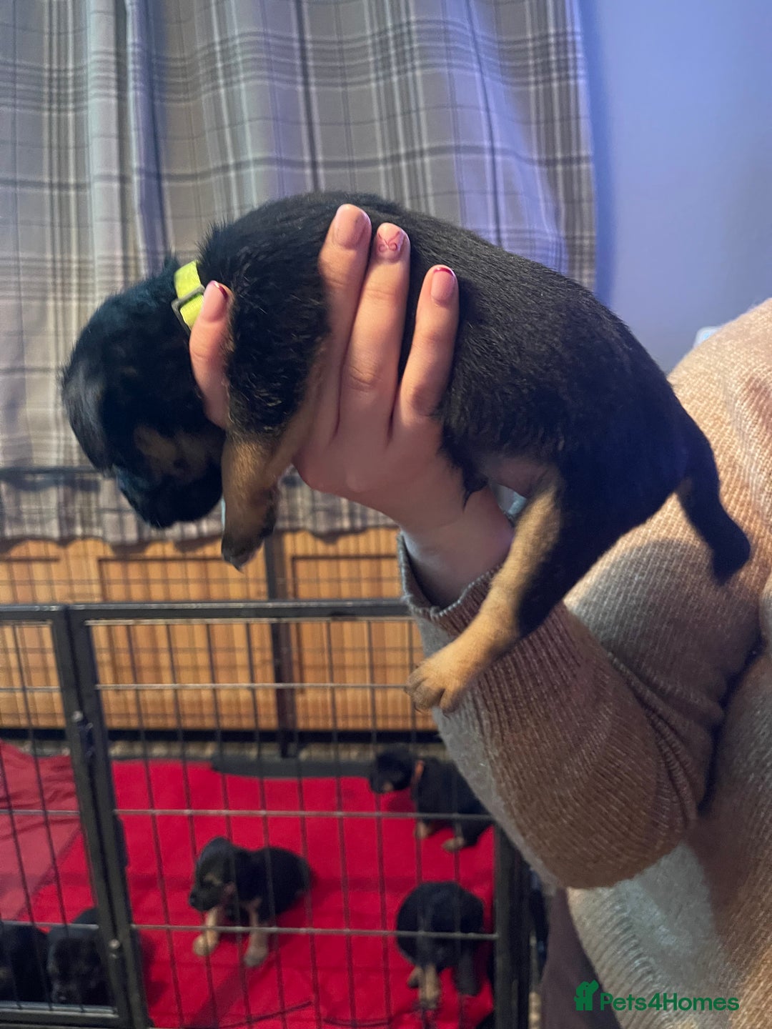 Border Terrier dogs for sale: Border Terrier Pups - Advert 37