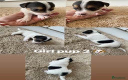 Jack Russell dogs for sale: Jack Russel puppy's  - Image 7