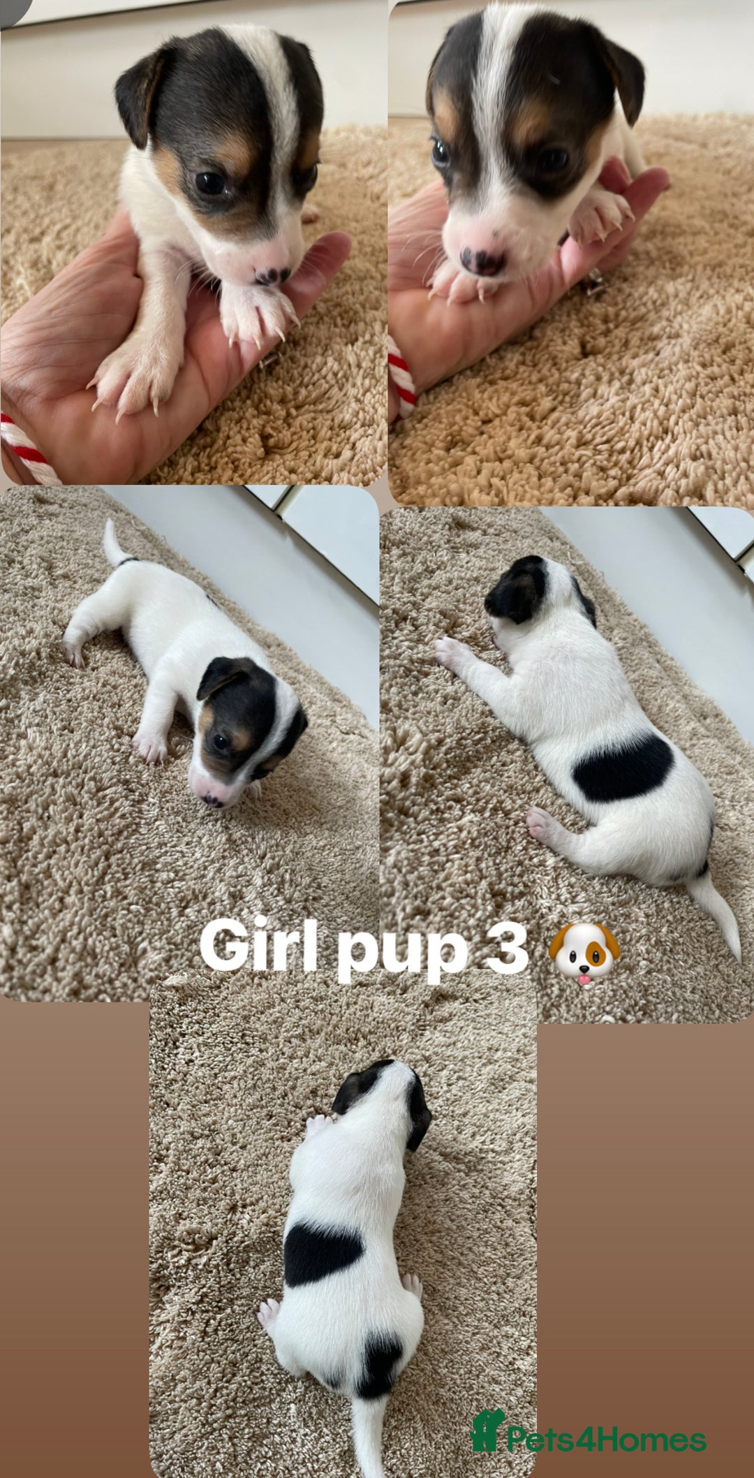 Jack Russell dogs for sale: Jack Russel puppy's  - Image 7
