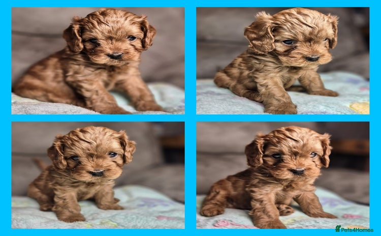 Cavapoo dogs - Advert 4
