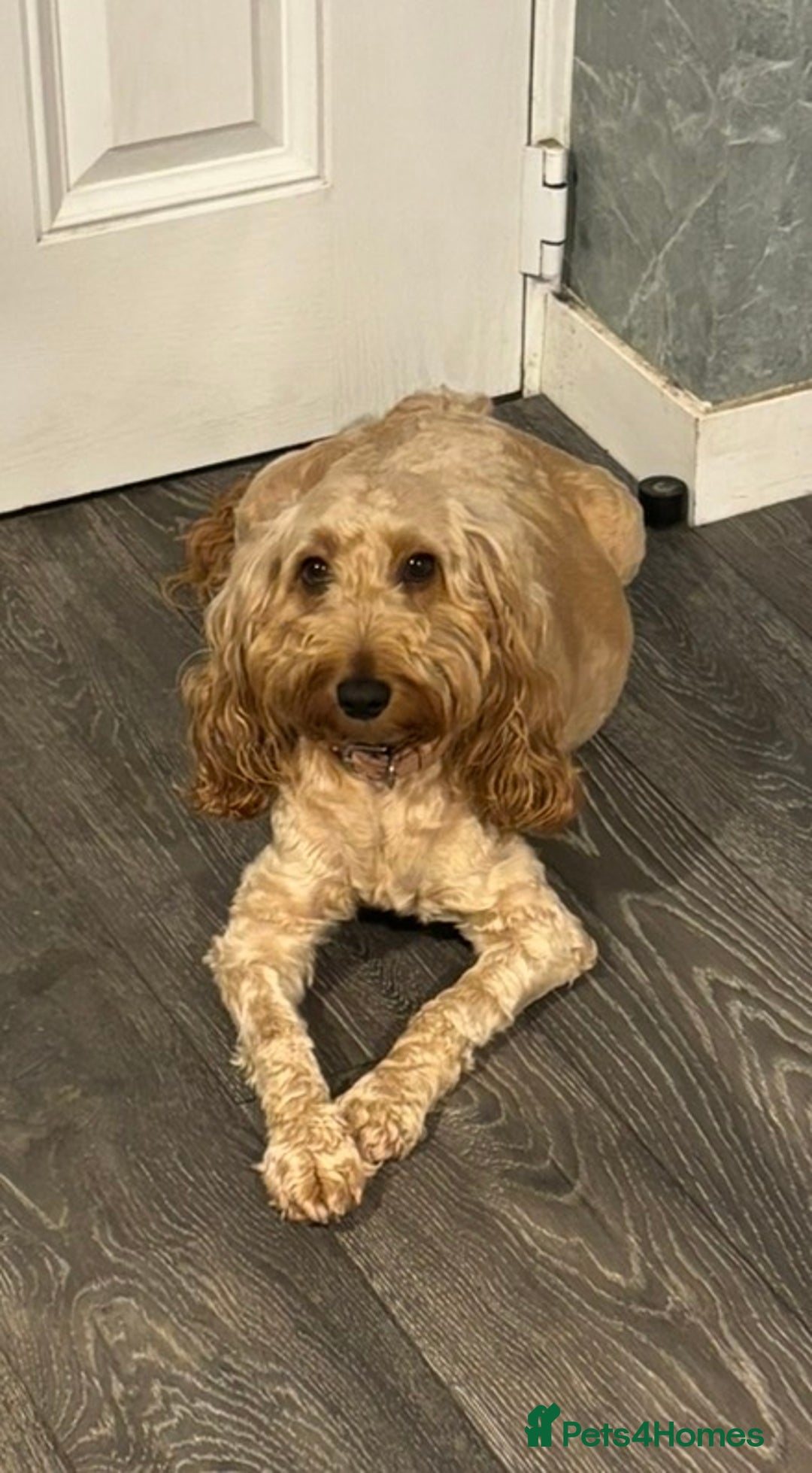 Cockapoo dogs for sale: Stunning Cockapoo Girl  - Advert 1