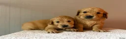 Golden Retriever dogs for sale: READY NOW Fox Red, KC, Health Tested Pups - Advert 13