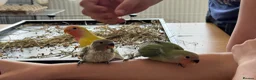 Lovebirds birds for sale: Beautiful, Hand-Raised Baby Lovebirds Ready Soon🦜 - Advert 3
